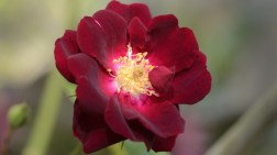 20140502-2yard3_DSC1158