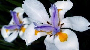 20140519-2flo1-P1019462