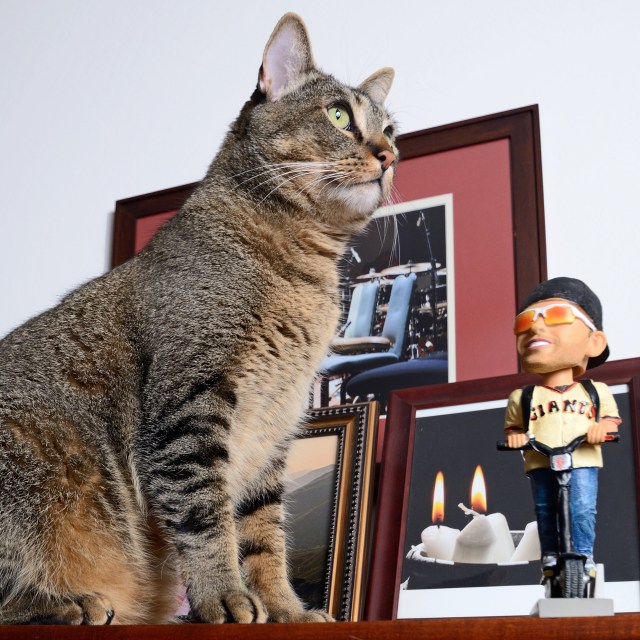 Attack of the 50 Foot Cat