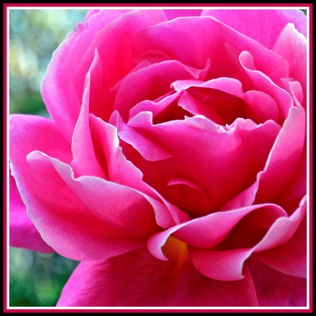 20160422-abstractrose-DSD_0150